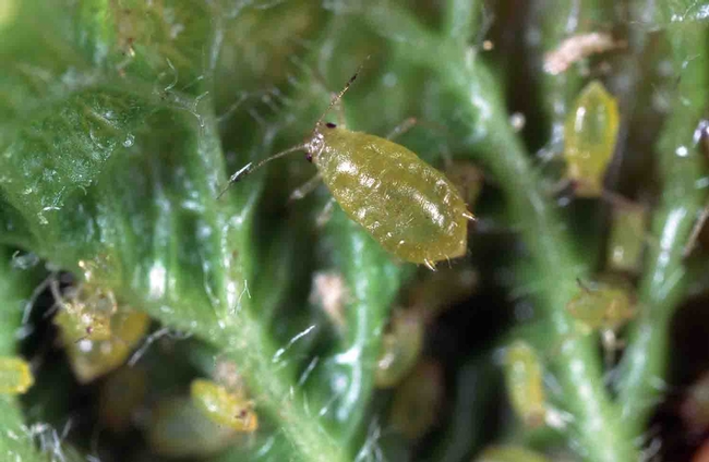Plum leaf curl aphid, Jack Kelly Clark, UC IPM