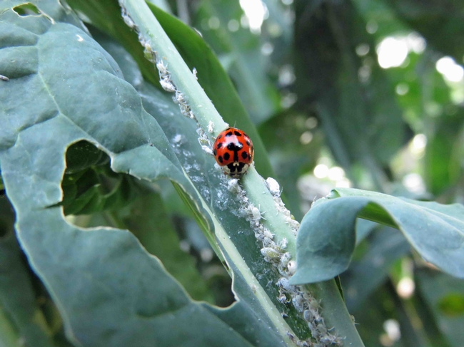 Ladybug munching on aphids, Jeanette Alosi