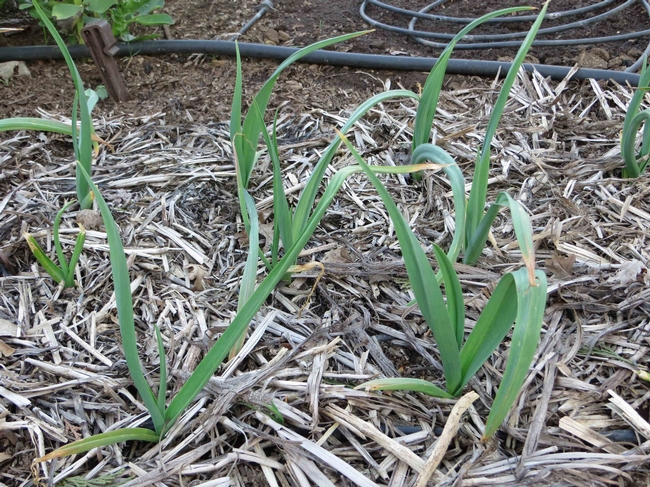 Straw mulch on growing garlic, Jeanette Alosi