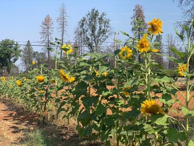 Allison's sunflowers in Paradise, Debi Durham