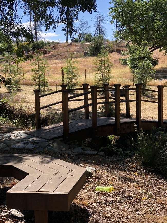 Newly planted redwoods and bridge in Paradise, Debi Durham