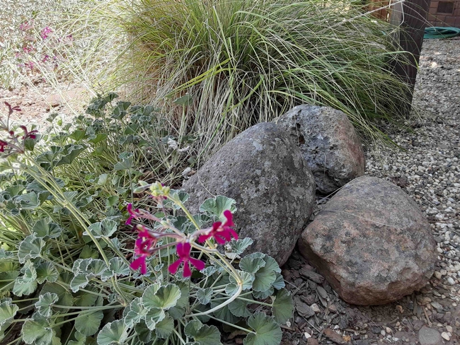 Landscape with drought resistant plants and accent rocks, Laura Lukes