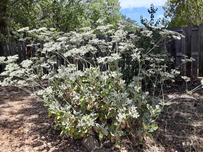 Buckwheat featured in landscape with drought resistant natives, Laura Lukes