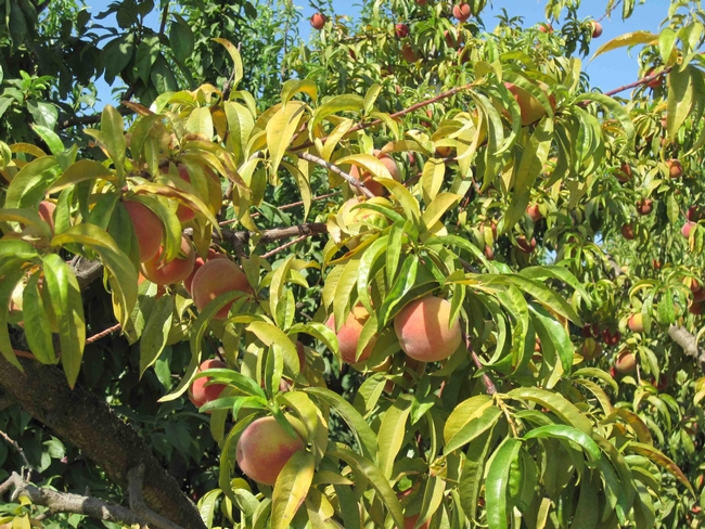 Severe potassium deficiency in peach, UC ANR