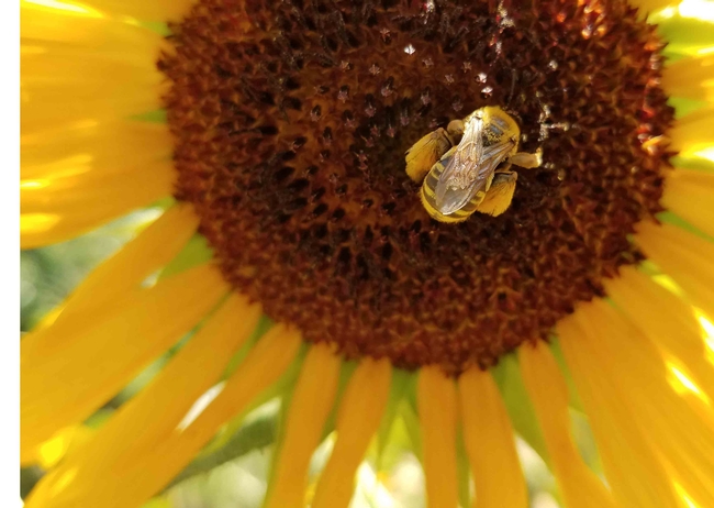 Svastra sunflower bee, Jeanette Alosi