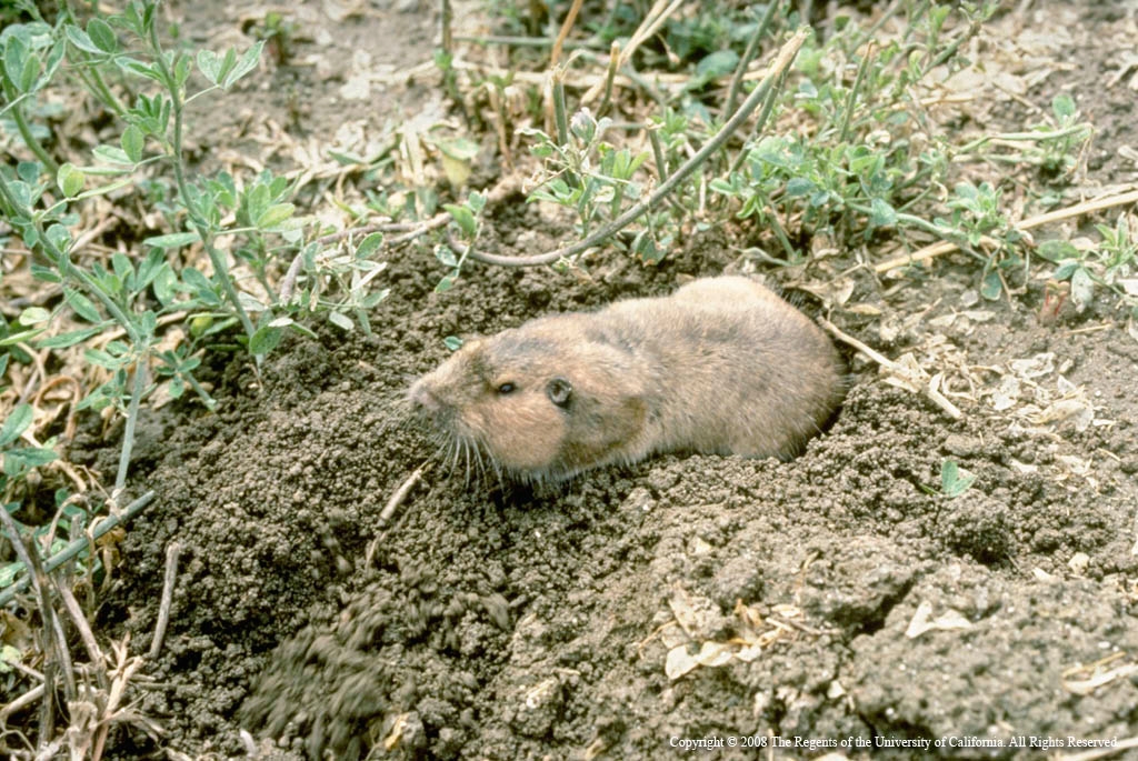 Gopher and Mole/Vole Trapping - Defense Pest Control