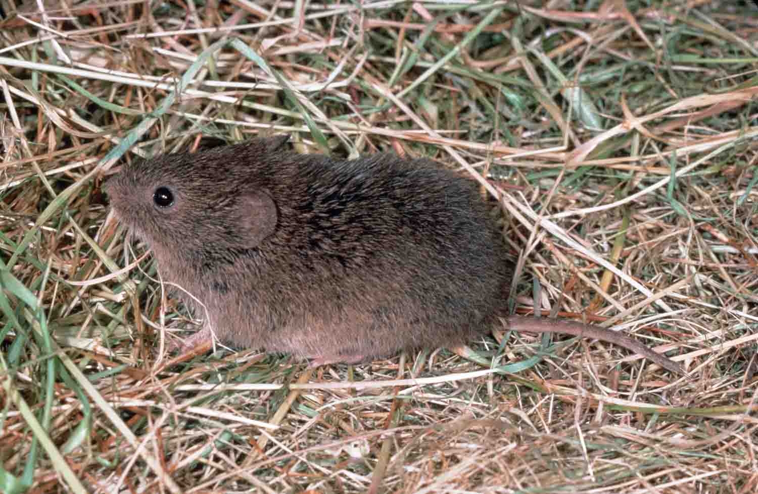 How To Trap Voles Out of Your Yard or Garden. 
