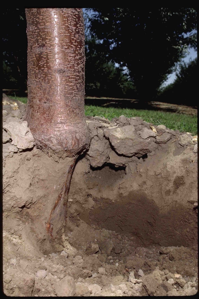 Tree roots eaten by pocket gopher, Jack Kelly Clark, UC IPM