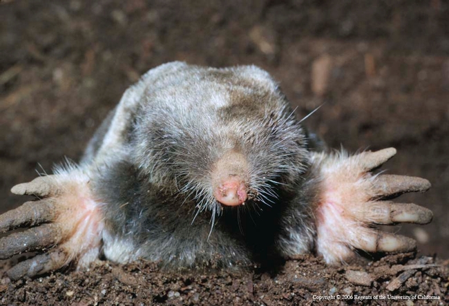 Broad-footed mole, Jerry P. Clark, UC IPM