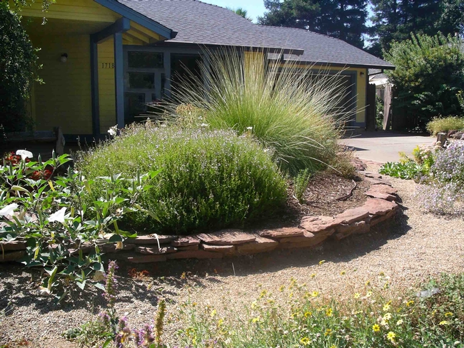Native plants can create attractive landscape element while providing habitat for wildlife, Cindy Weiner