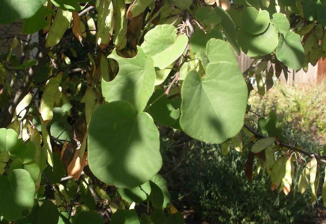 Leafcutter bees makes nests from circles like these cut out of redbud leaves, Cindy Weiner