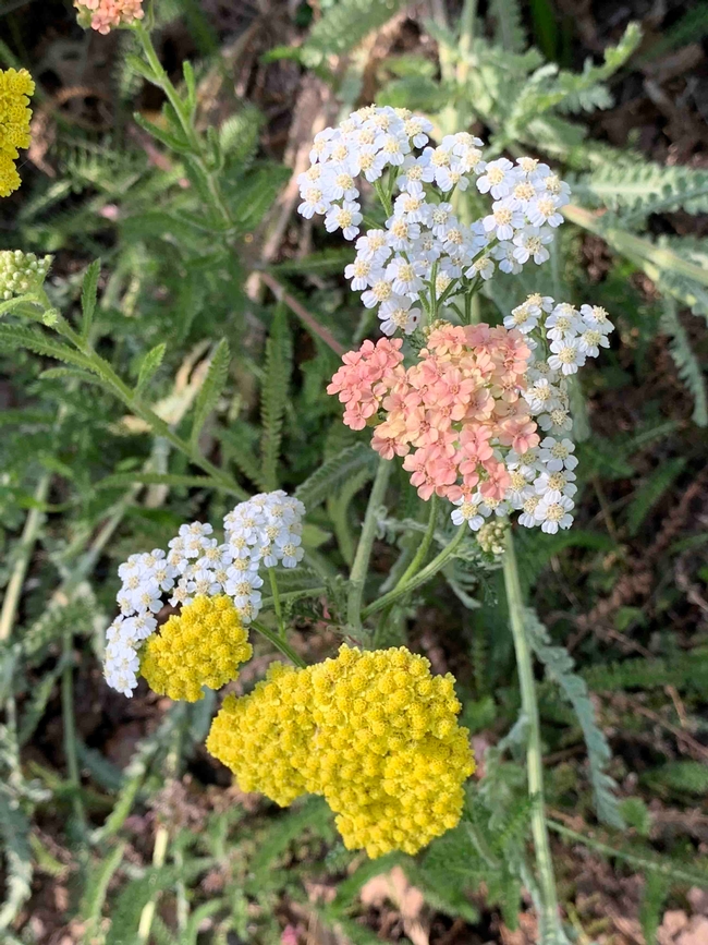 Varied colors of yarrow planted together, Laura Kling