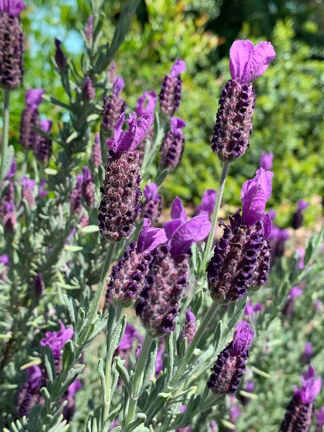 Spanish lavender, Laura Kling