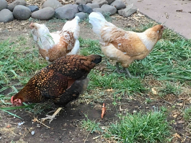 Chickens, Joyce Hill