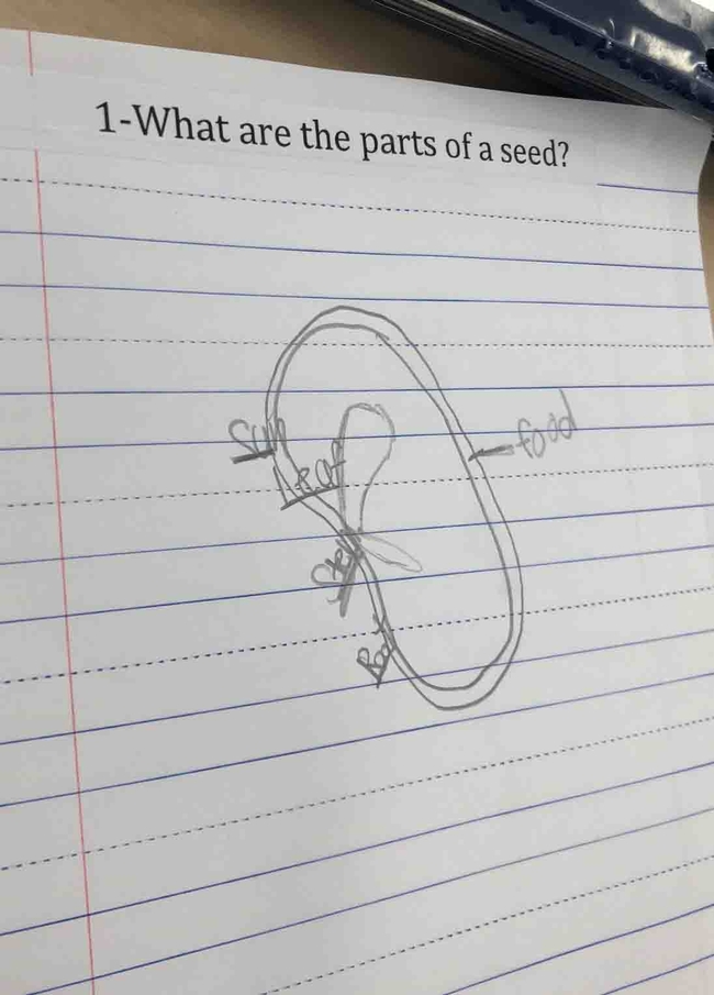 Studient's sketch of the parts of a seed - Next Generation Science Standards lesson, Little Chico Creek Elementary, Karina Hathorn