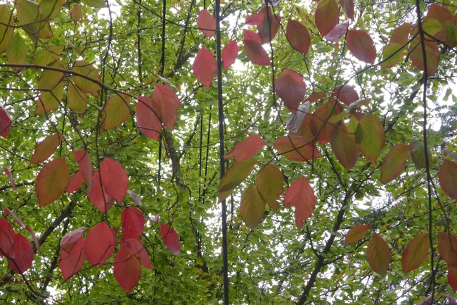 Dogwood (foreground) & ginkgo leaves (background), J.C. Lawrence
