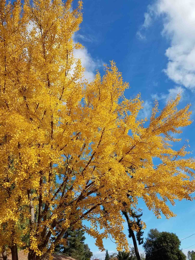 Golden leaves of a ginkgo, J. Alosi