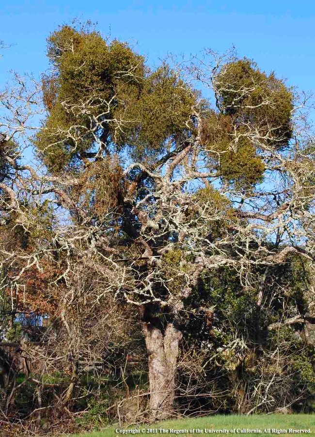 Valley Oak Tree with Mistletoe, UC, Regents