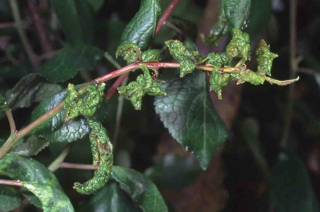 Damage caused by plum leaf curl aphid, Jack Kelly Clark, UC IPM Program