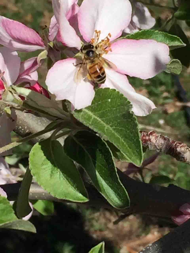 Honeybee on apple blossom, Kim Schwind