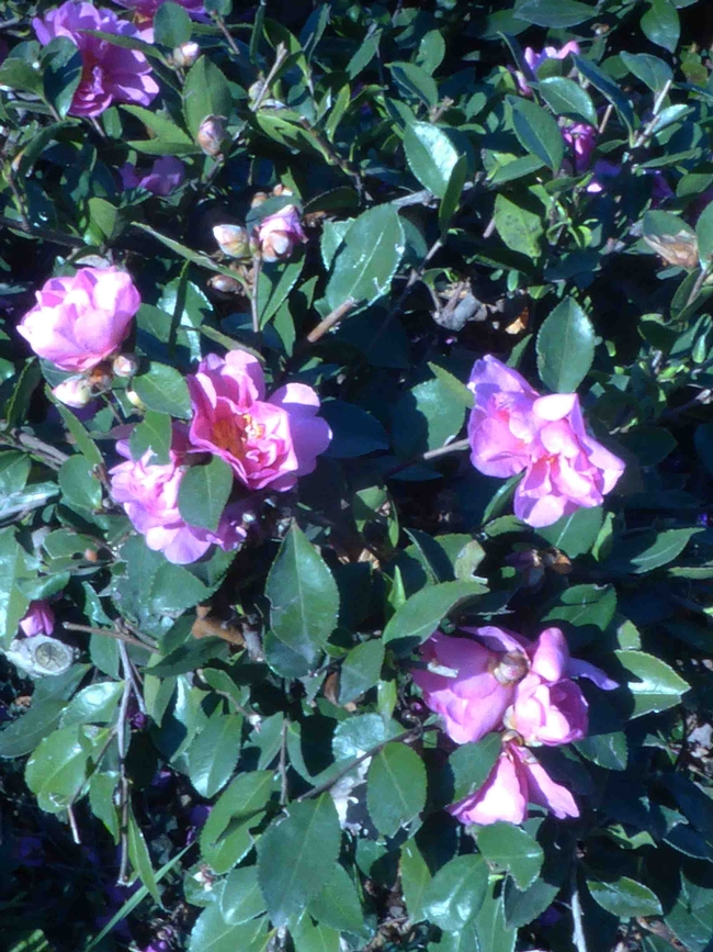 This pink camellia routinely blooms a month or more earlier than others in the same Chico neighborhood, J. Lawrence