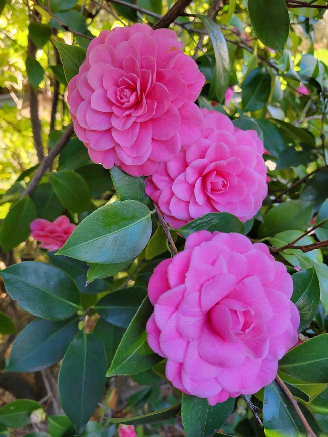 Camellia japonica 'Mrs. Tingley,' Jeanette Alosi
