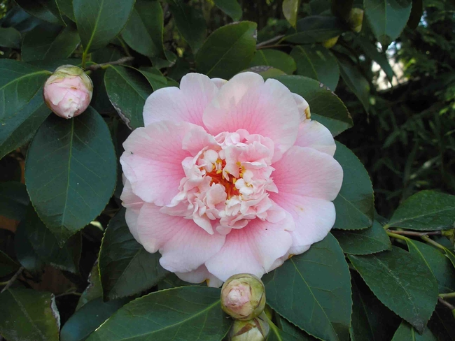 Camellia blooming in winter, Jeanette Alosi