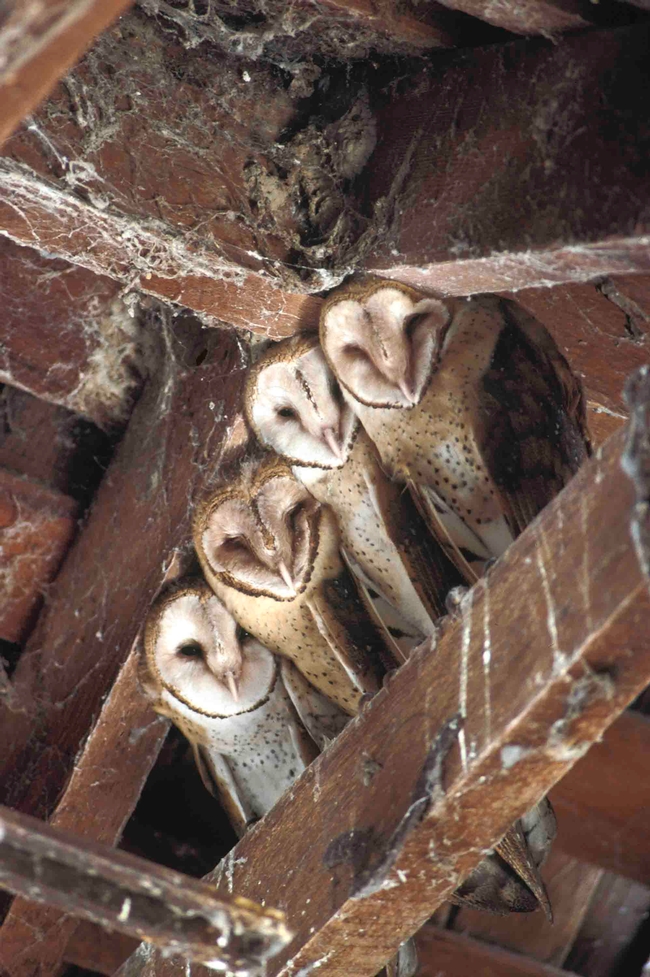 Young Barn Owls on rafter, William Gill, UC ANR