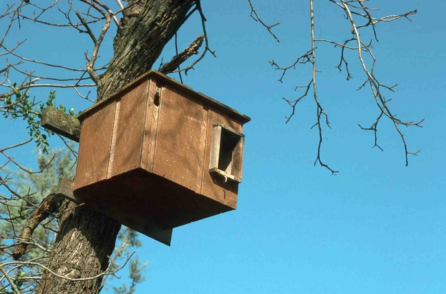 Owl nesting box, Jack Kelly Clark, UC IPM Program