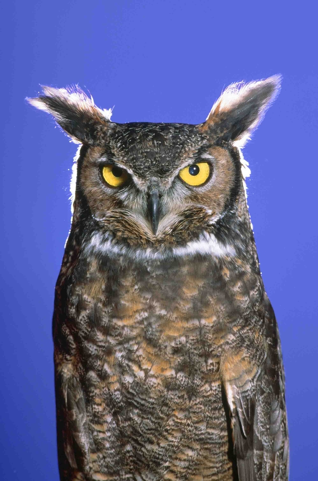 Great Horned Owl, Jack Kelly Clark, UC IPM Program