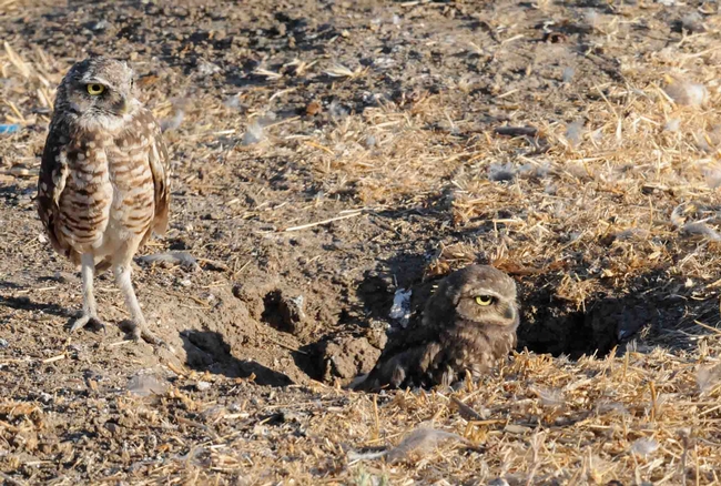 Burrowing owls, Kathy Keatley Garvey, UC Davis