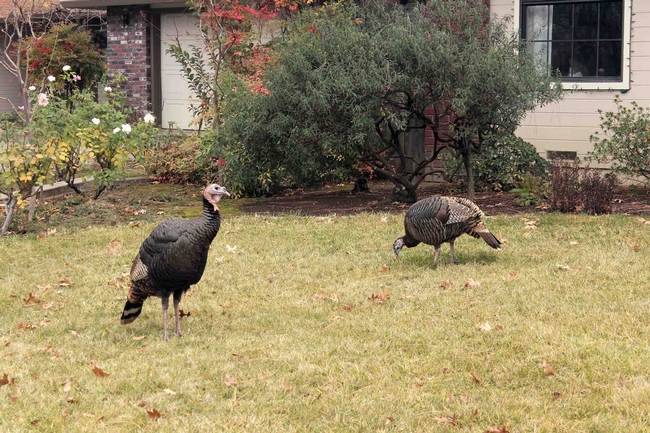 Wild turkey looking for food in a north Chico lawn, J.H. Connell