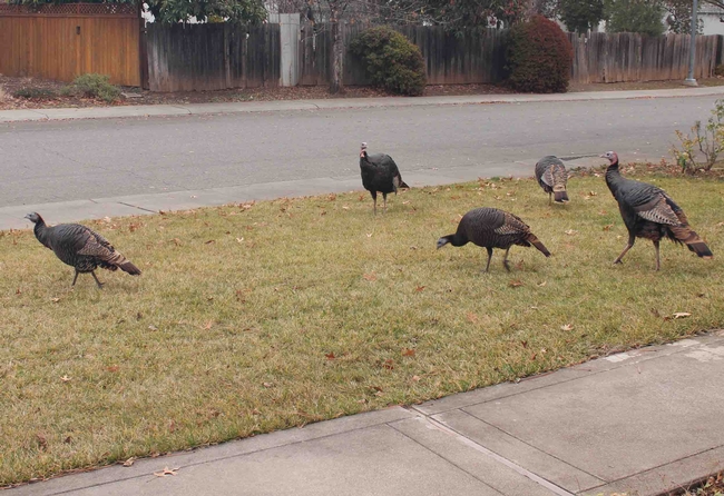 Wild turkeys in a north Chico neighborhood, J.H. Connell