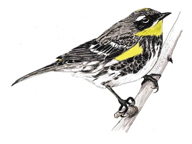 Yellow-rumped Warbler. Original artwork by Carol Burr in The Birds of Bidwell Park