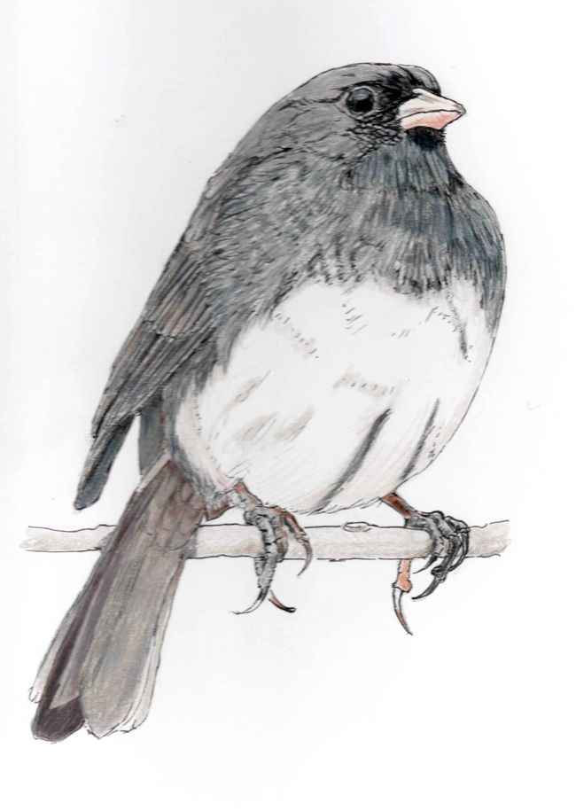 Dark-eyed Junco. Original artwork by Carol Burr in The Birds of Bidwell Park
