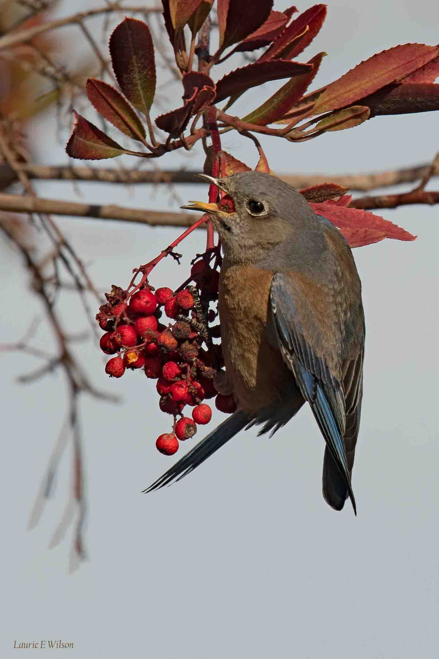 Female Western Bluebird