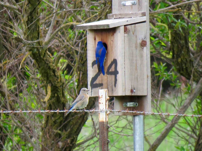 Male and female Western Bluebirds inspecting nest box at Solano Land Trust property north of 680, Maren S. Smith
