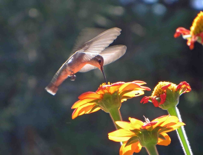 Anna's Hummingbird, Jeanette Alosi