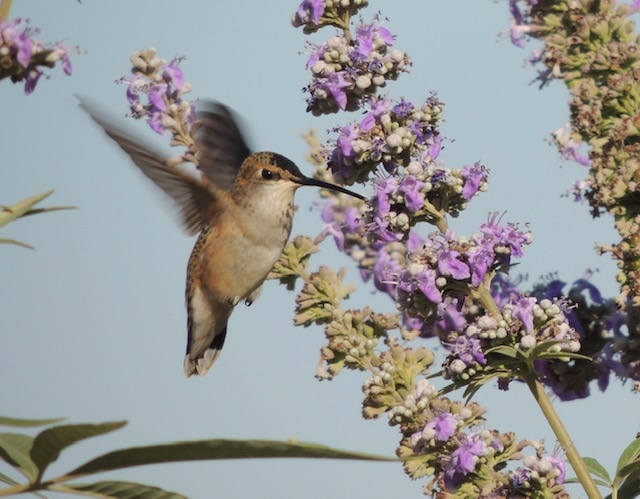 Rufous hummingbird, William Kees