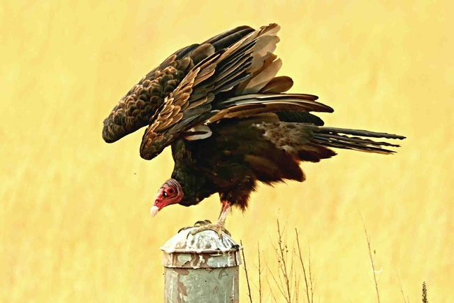Turkey vulture with wings up, Santiago Manfrim