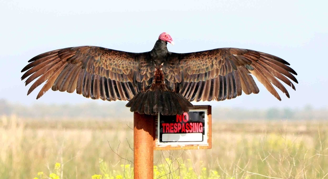 Turkey vulture with spread wings, Santiago Manfrim