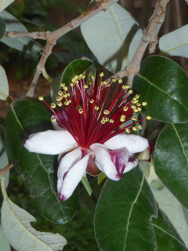 Feijoa (pineapple guava) flower, edible petals turned upwards, J. Lawrence