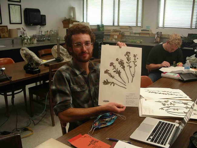 Herbarium Volunteer Kaden Ashdown databasing specimens, Cindy Weiner