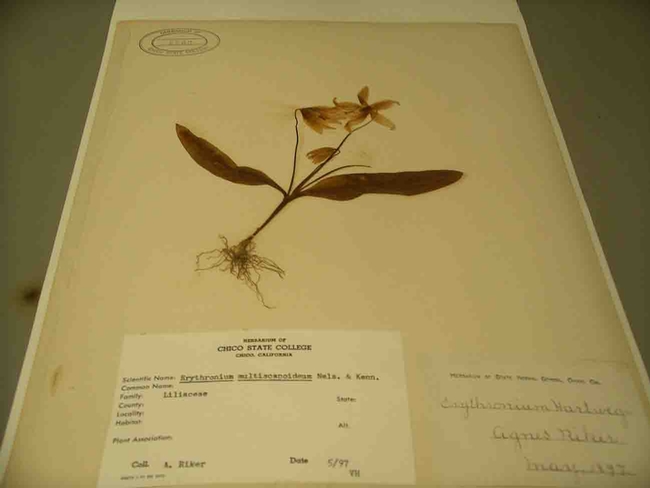 Herbarium specimen fawn lily from 1897, Cindy Weiner