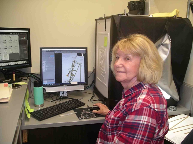Herbarium assistant Nancy Groshong digitizing specimen, Cindy Weiner