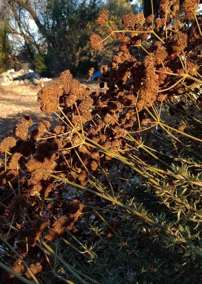 California Buckwheat flowers turn rust color, Jeanette Alosi