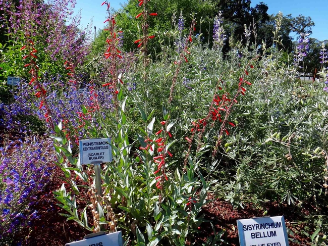 Signs identify plants in the Native Plant Garden, Laura Kling