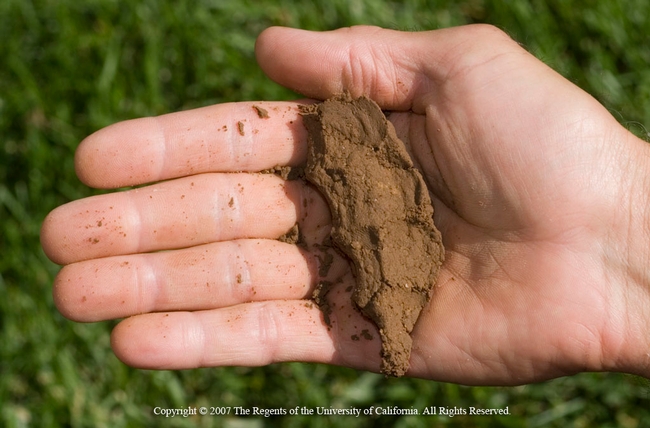 Medium-textured soil is the ideal, Jack Kelly Clark, UC ANR