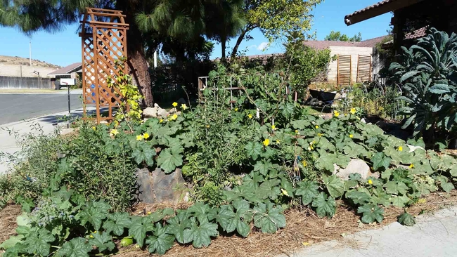 California Friendly Gardening, sheet composted vegetable garden, Christine Lampe, UC ANR