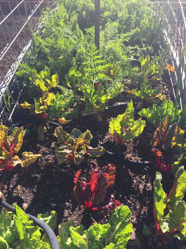 Chard and carrots in raised bed, Kim Schwind